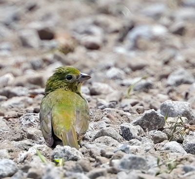 Painted Bunting
