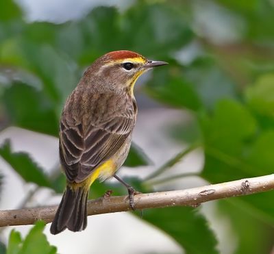 Palm Warbler