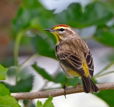 Palm Warbler