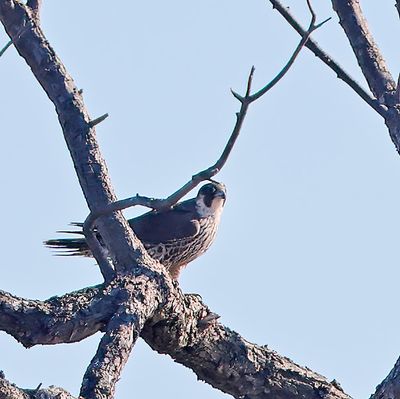 Peregrine Falcon