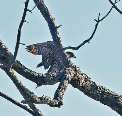Peregrine Falcon