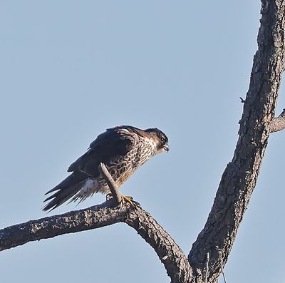 Peregrine Falcon