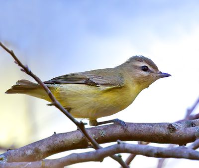 Philadelphia Vireo