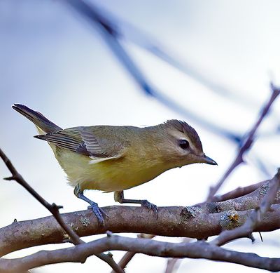 Philadelphia Vireo