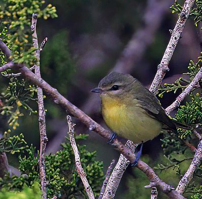 Philadelphia Vireo