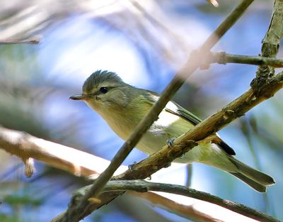 Warbling Vireo
