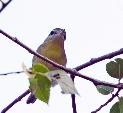 Philadelphia Vireo