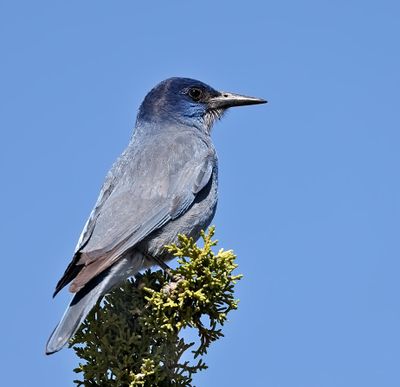 Pinon Jay