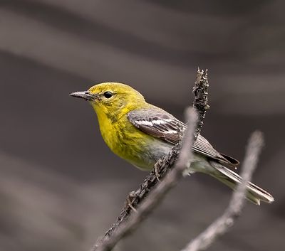 Pine Warbler