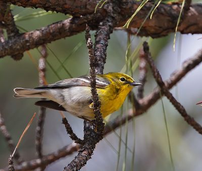 Pine Warbler