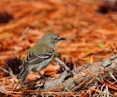 Pine Warbler
