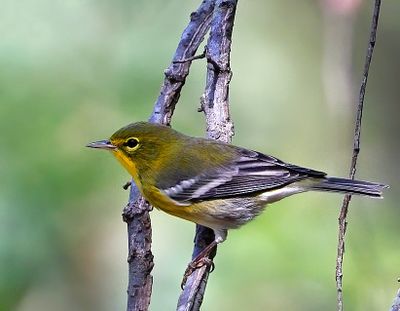 Pine Warbler