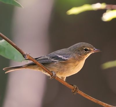 Pine Warbler