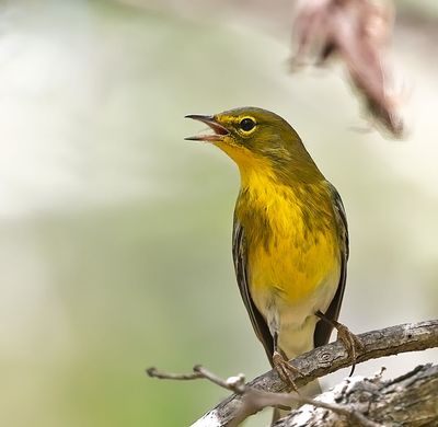 Pine Warbler