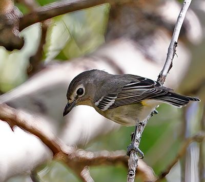 Plumbeous Vireo