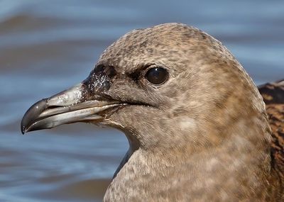 Pomarine Jaeger
