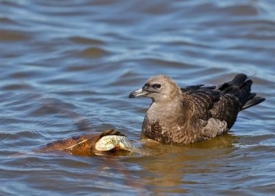 Pomarine Jaeger