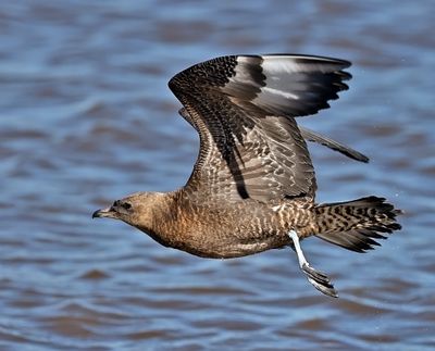 Pomarine Jaeger