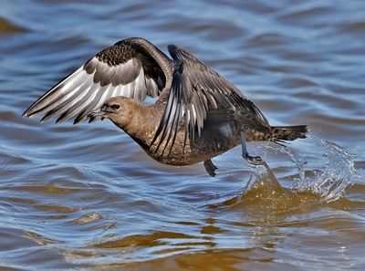 Pomarine Jaeger