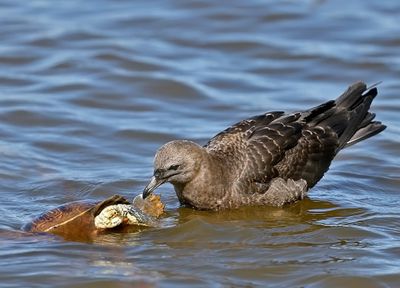 Pomarine Jaeger