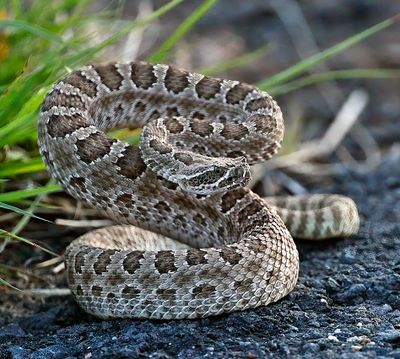 Prairie Rattlesnake