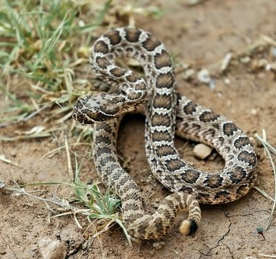 Prairie Rattler