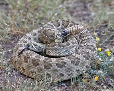 Prairie Rattlesnake