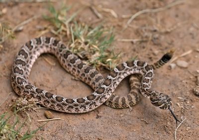 Prairie Rattlesnake