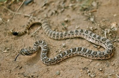 Prairie Rattlesnake