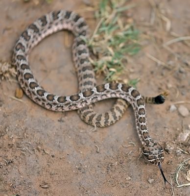 Prairie Rattlsnake