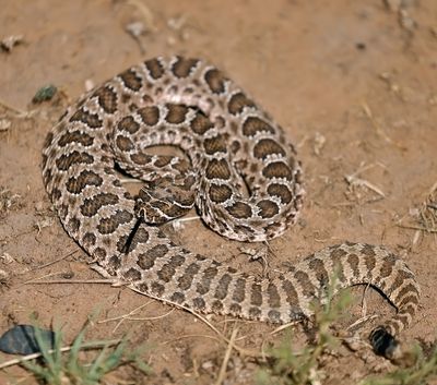 Prairie Rattlesnake
