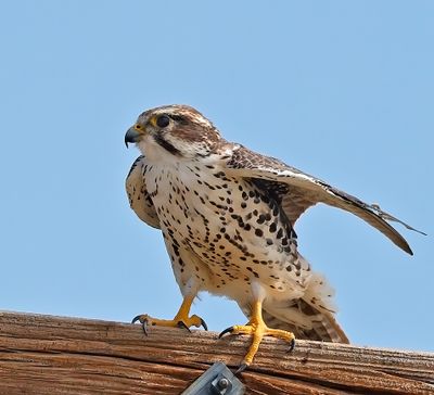 Prairie Falcon