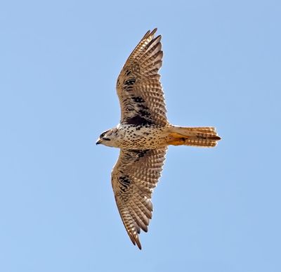 Prairie Falcon