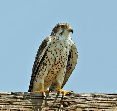Prairie Falcon
