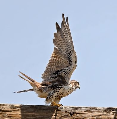 Prairie Falcon