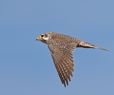 Prairie Falcon