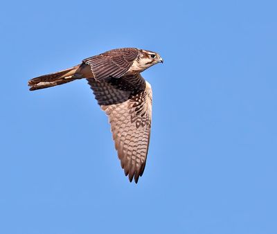 Prairie Falcon