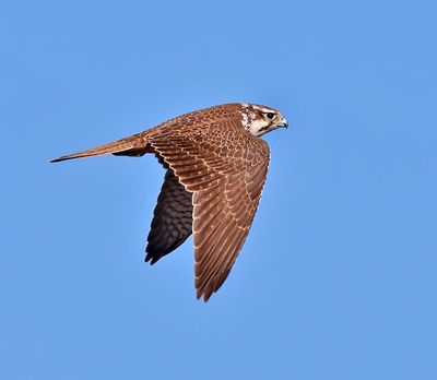 Prairie Falcon