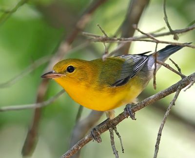 Prothonotary Warbler