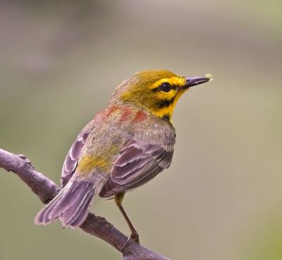 Prairie Warbler