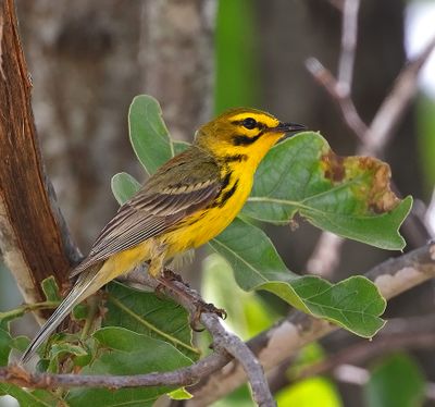 Prairie Warbler