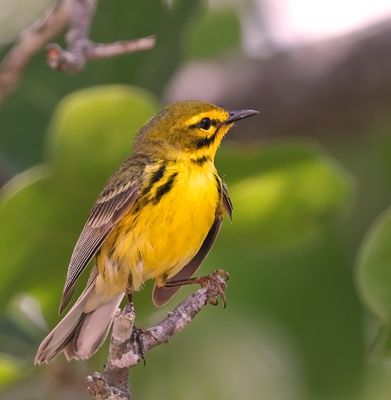 Prairie Warbler