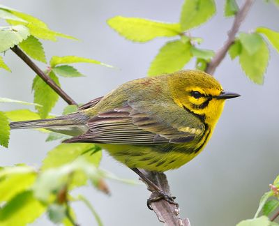 Prairie Warbler