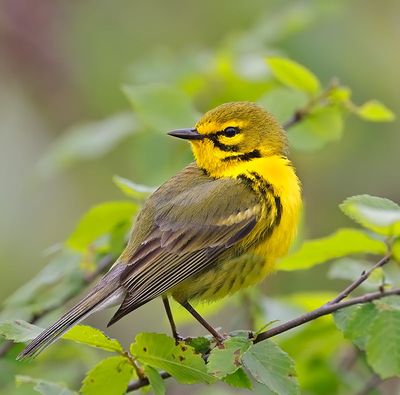 Prairie Warbler