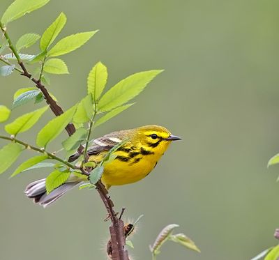Prairie Warbler