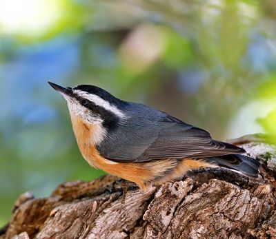 Red-breasted Nuthatch