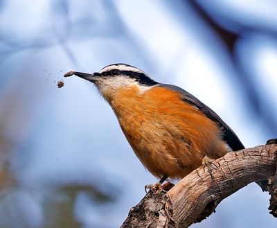 Red-breasted Nuthatch