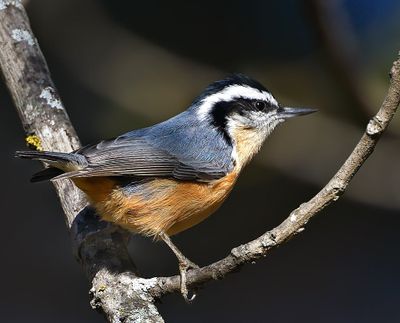 Red-breasted Nuthatch