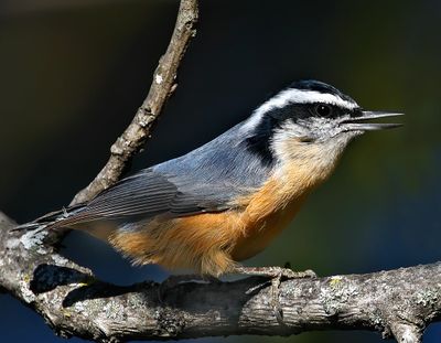 Red-breasted Nuthatch