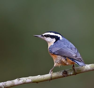 Red-breasted Nuthatch